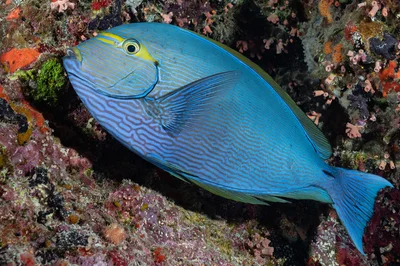 Bluelined Surgeonfish
