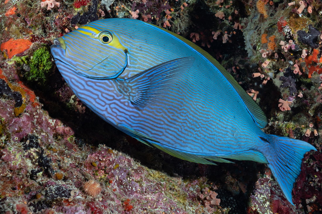 Bluelined Surgeonfish