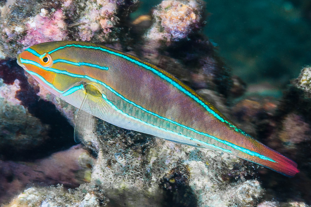 Bluelined wrasse, terminal phase - Stethojulis albovittata