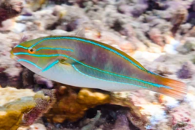 Bluelined wrasse, terminal phase - Stethojulis albovittata