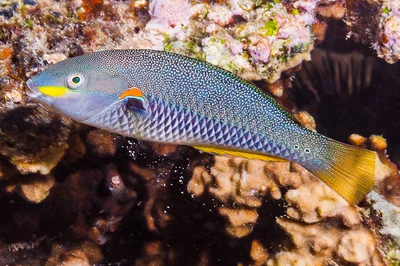Bluelined wrasse, initial phase - Stethojulis albovittata