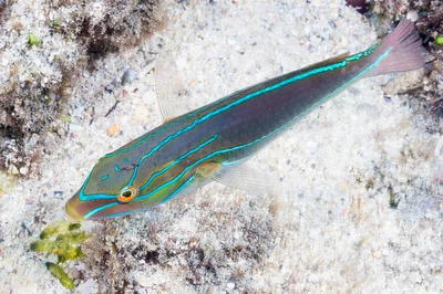 Bluelined wrasse, terminal phase - Stethojulis albovittata