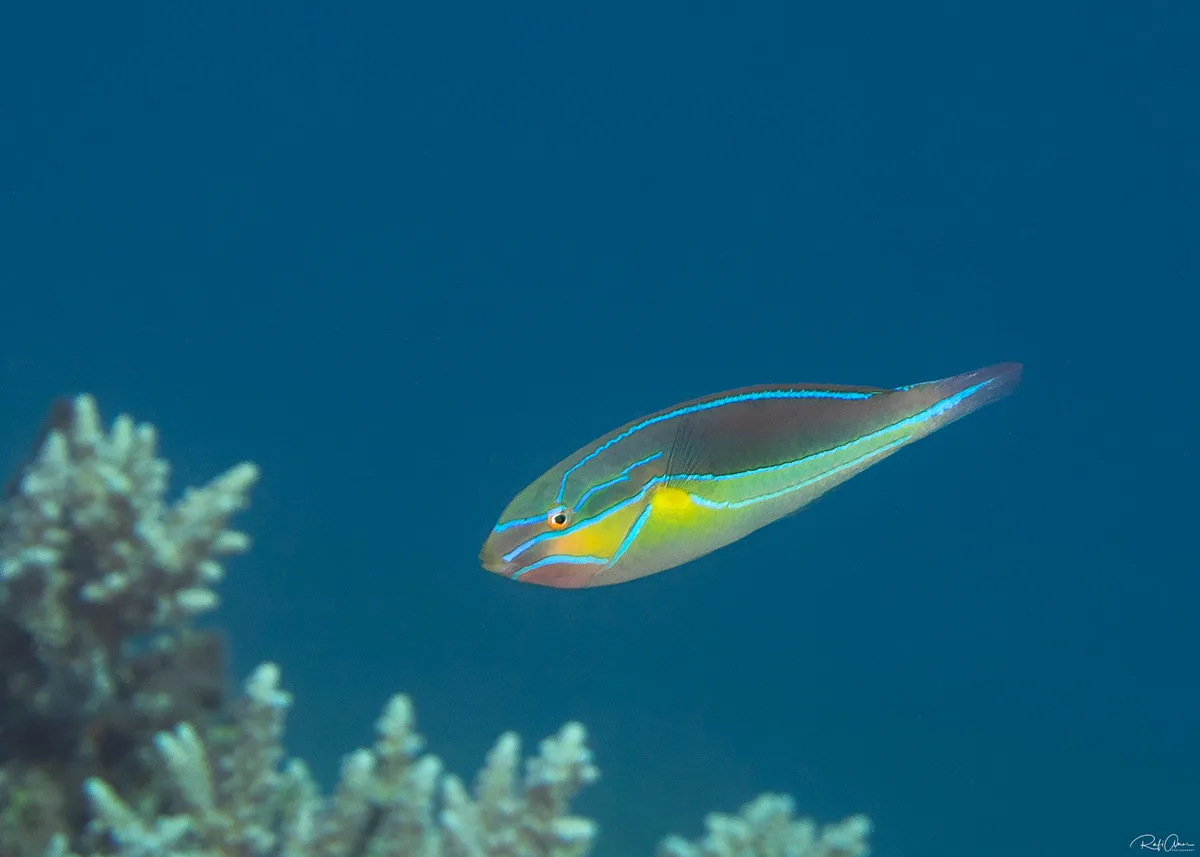 Whiteline Wrasse - Stethojulis albovittata