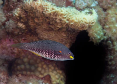 Whiteline Wrasse - Juvenile - Stethojulis albovittata