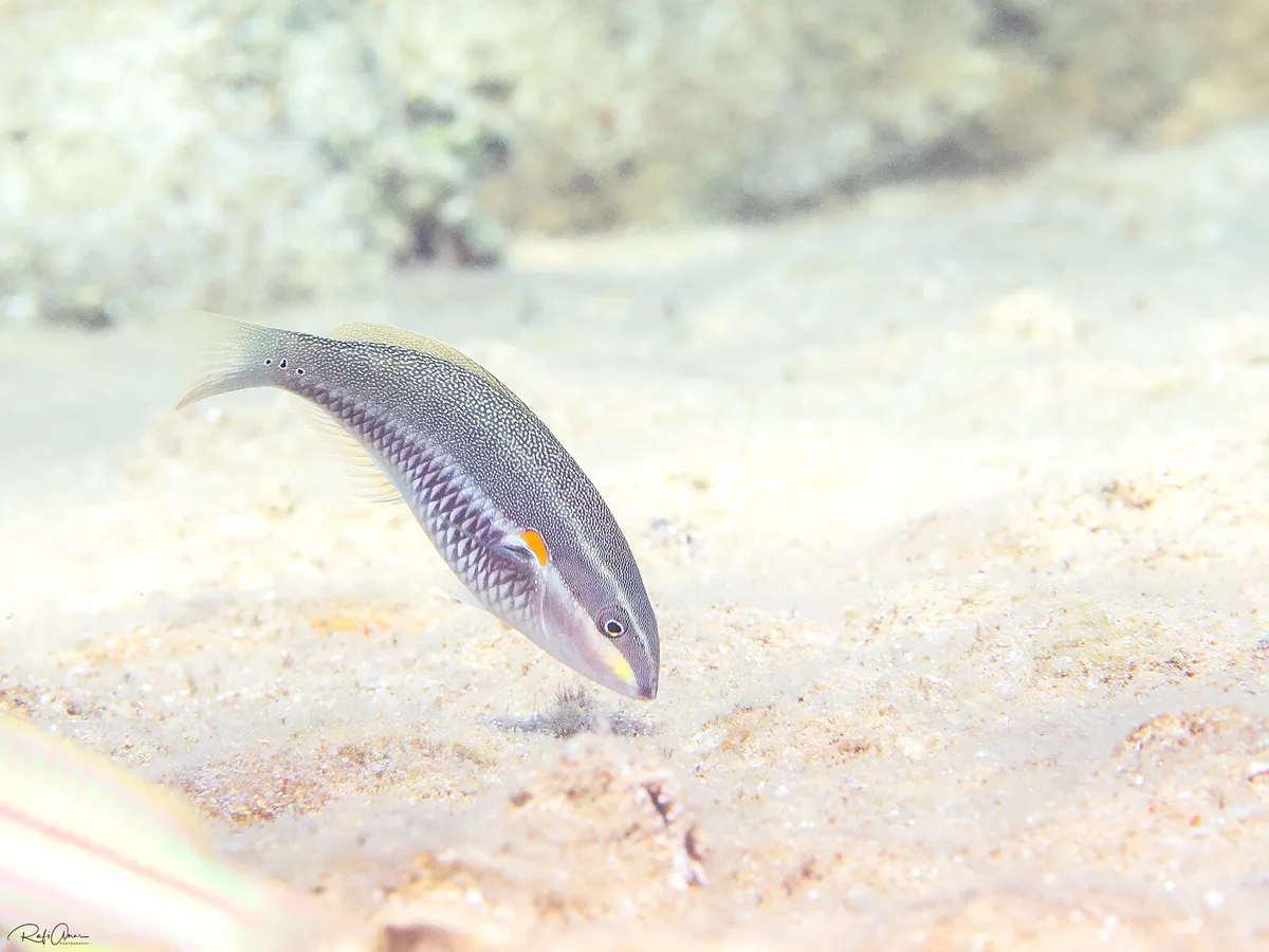 Whiteline Wrasse - Juvenile - Stethojulis albovittata