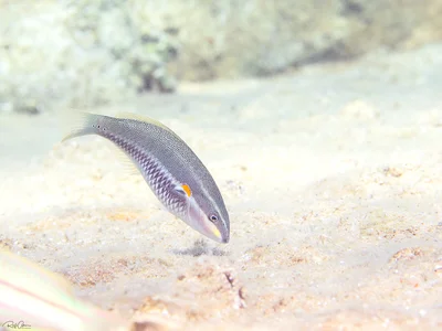 Whiteline Wrasse - Juvenile - Stethojulis albovittata
