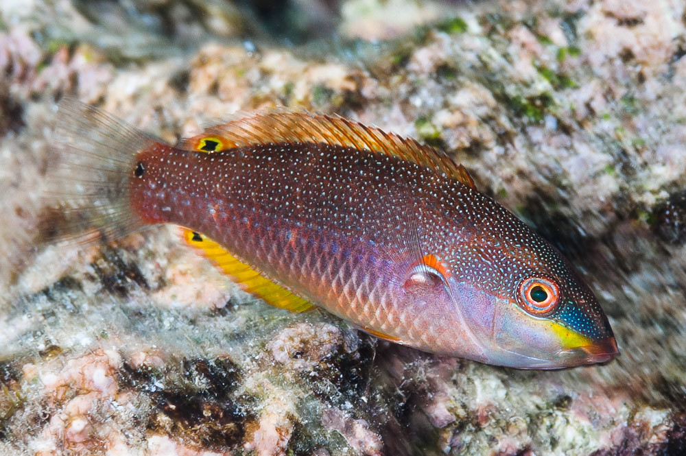 Bluelined wrasse, juvenile - Stethojulis albovittata