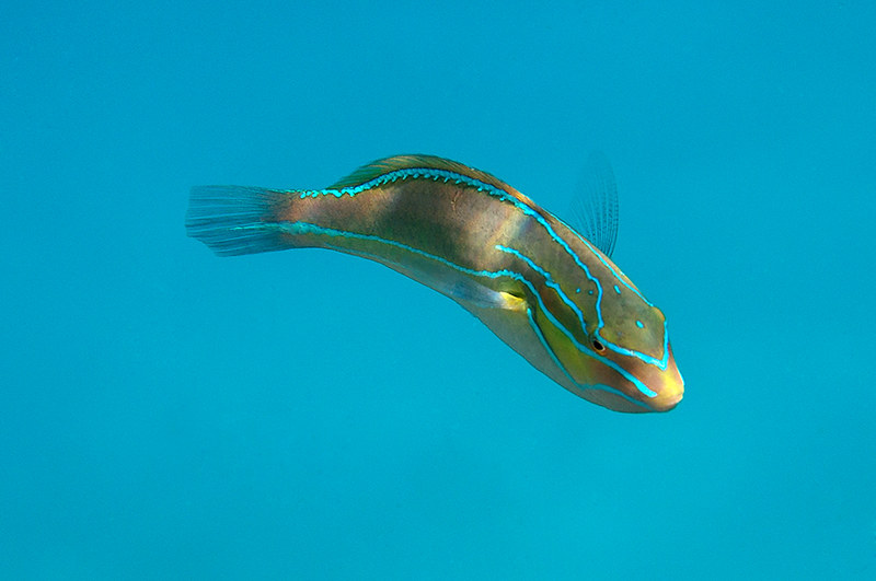 Stethojulis albovittata