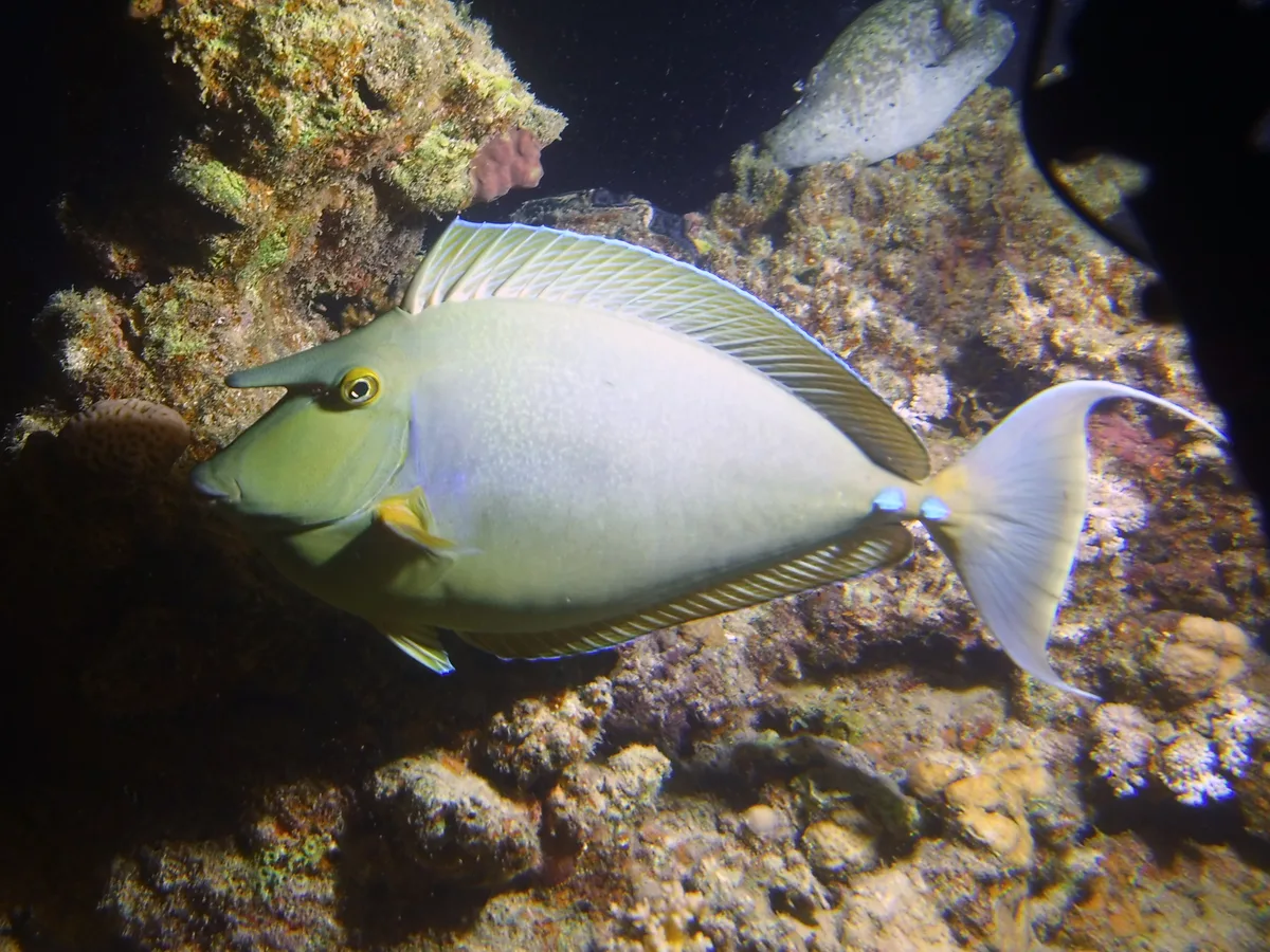 Bluespine Unicornfish