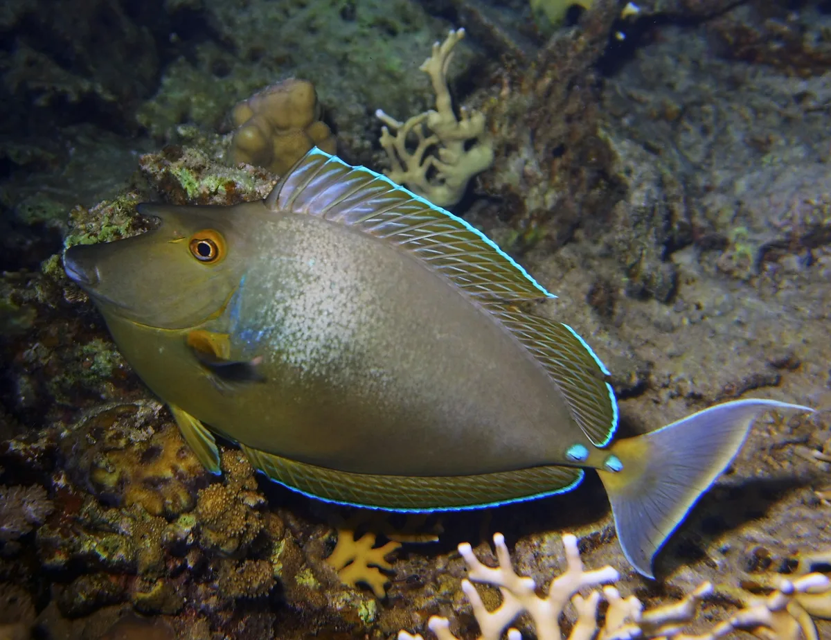 Bluespine Unicornfish