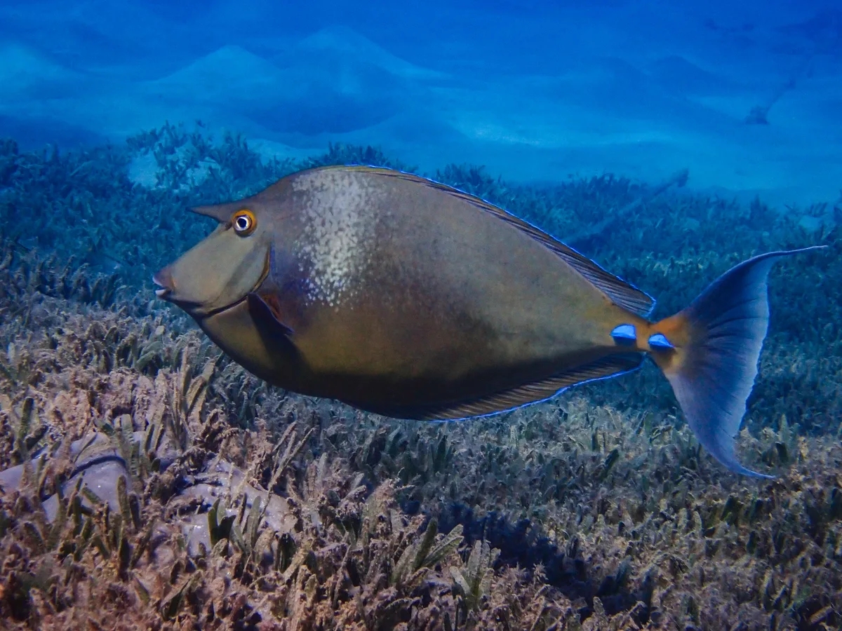 Bluespine Unicornfish