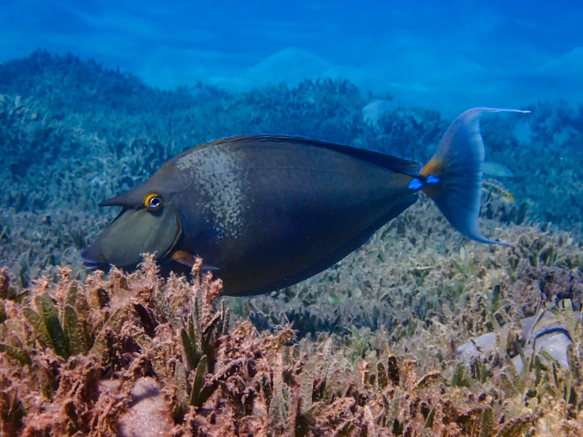 Bluespine Unicornfish