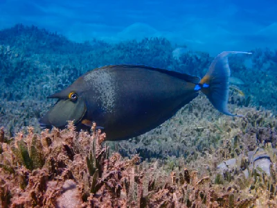 Bluespine Unicornfish