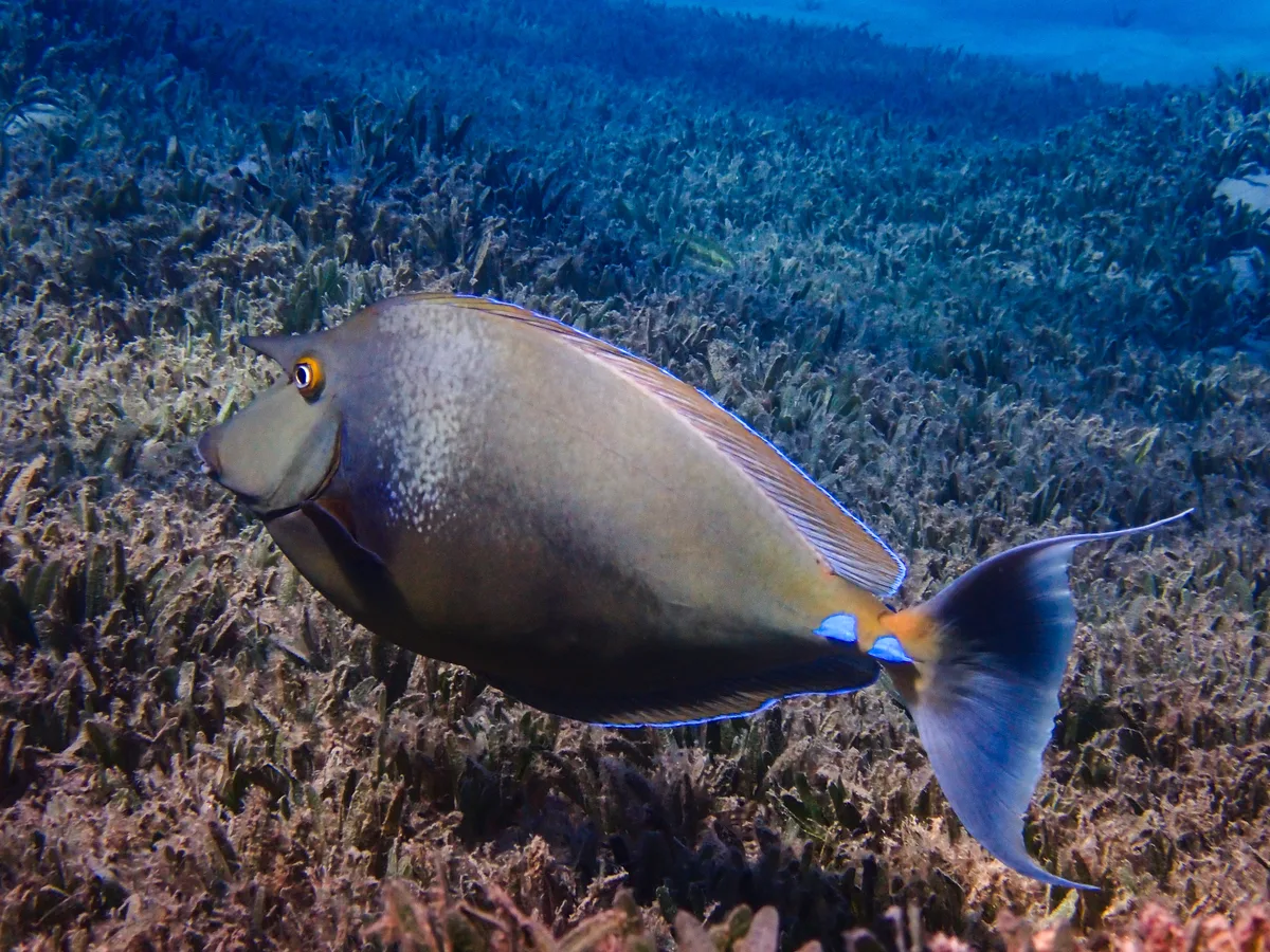 Bluespine Unicornfish