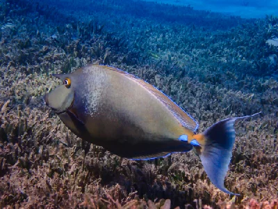 Bluespine Unicornfish
