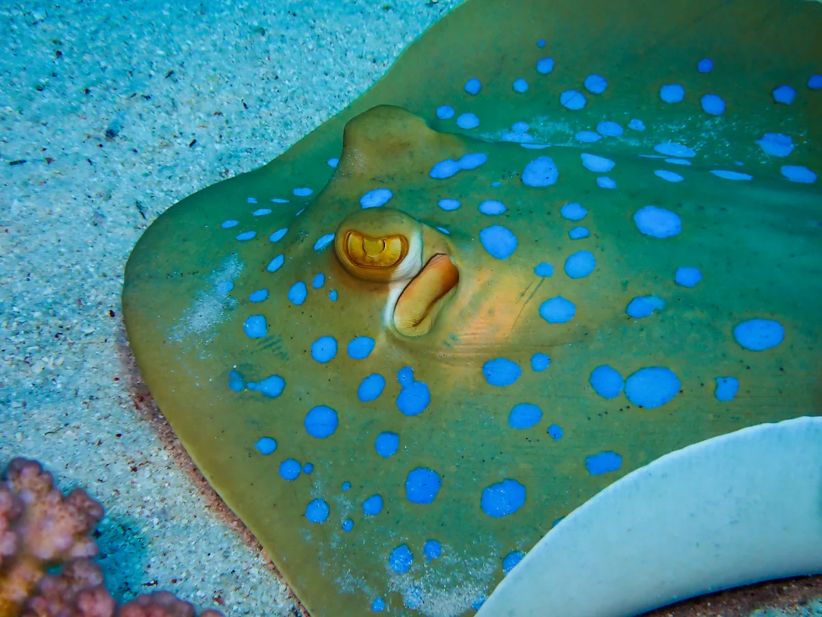 Bluespotted Ribbontail Ray