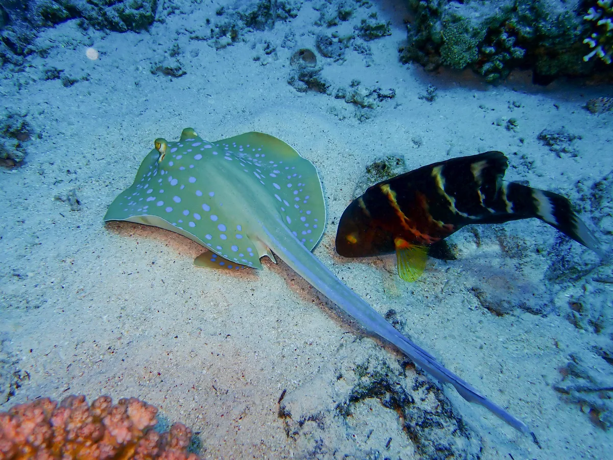 Bluespotted Ribbontail Ray