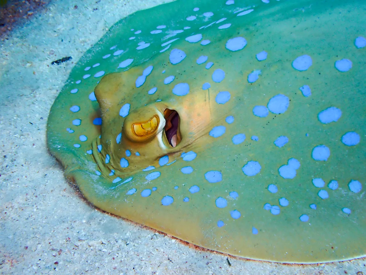 Bluespotted Ribbontail Ray
