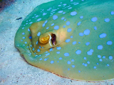 Bluespotted Ribbontail Ray