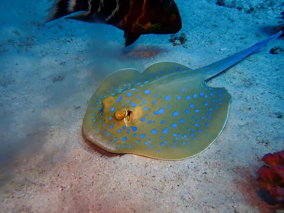Bluespotted Ribbontail Ray