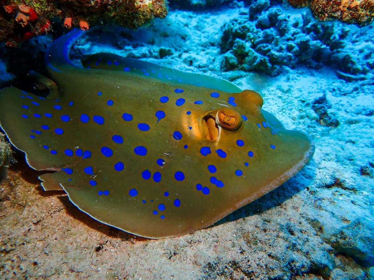 Bluespotted Ribbontail Ray