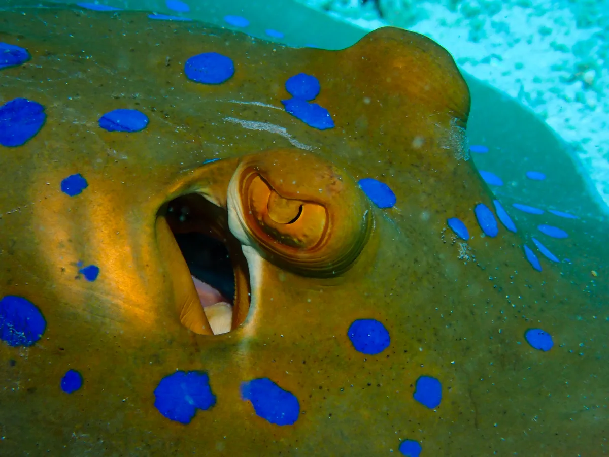 Bluespotted Ribbontail Ray