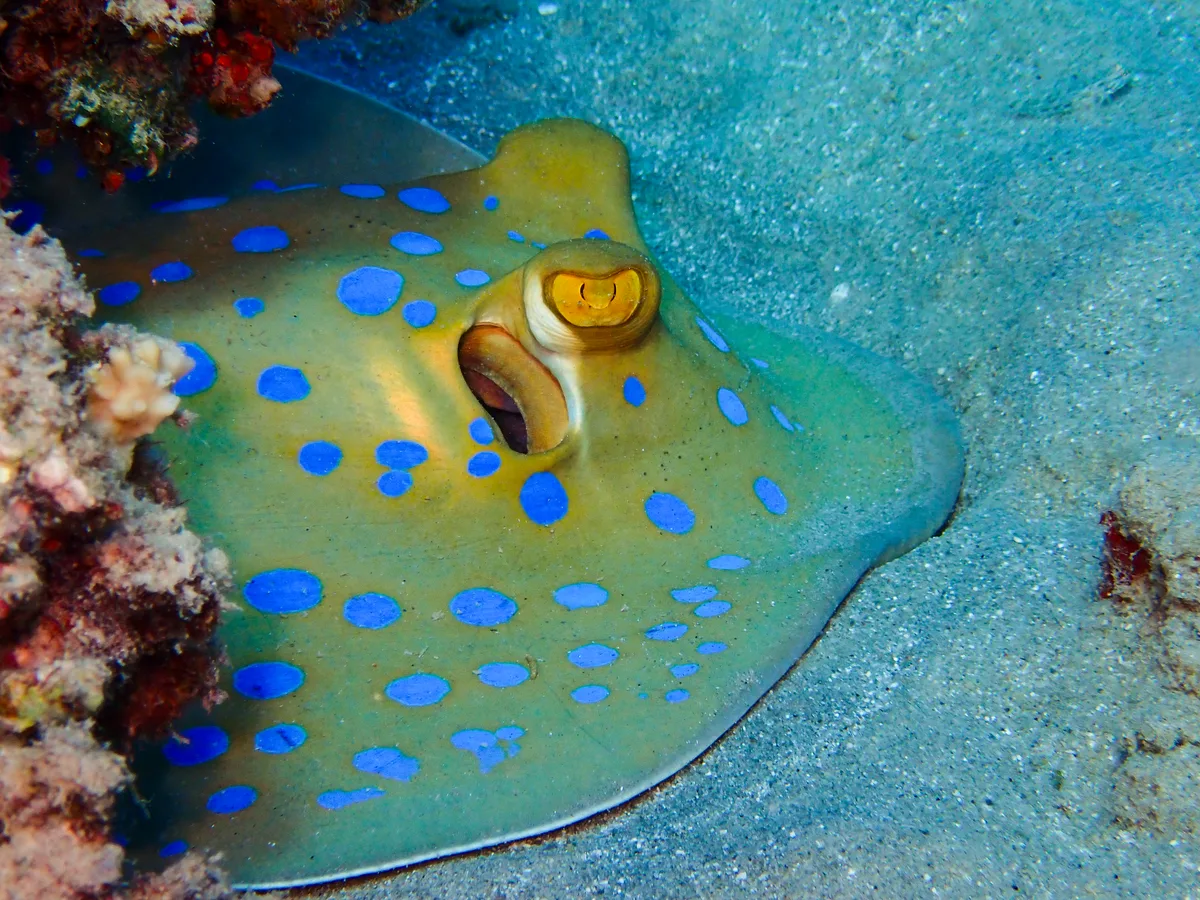 Bluespotted Ribbontail Ray