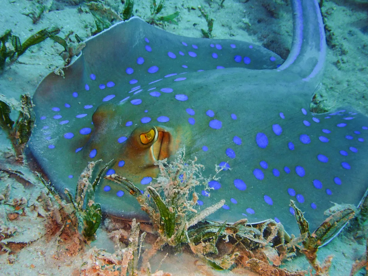 Bluespotted Ribbontail Ray