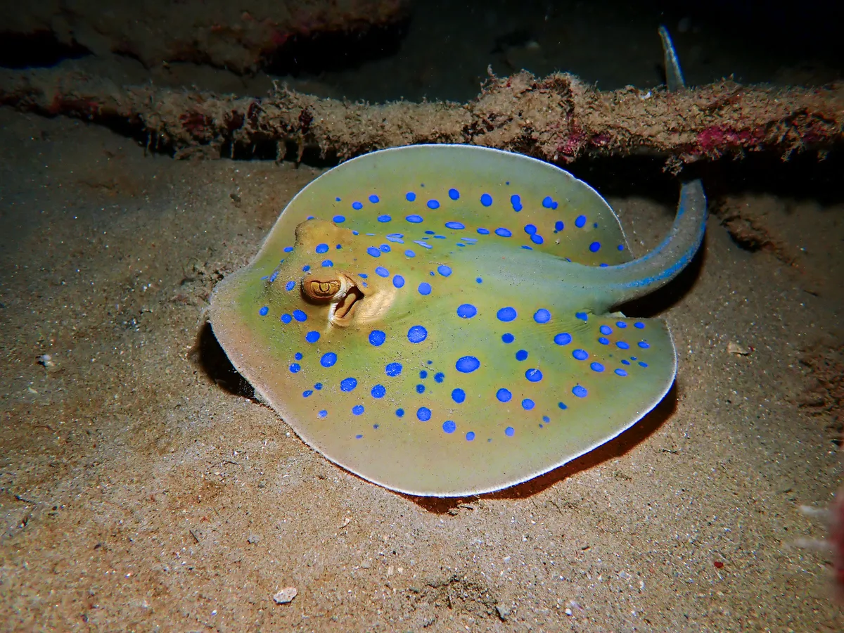 Bluespotted Ribbontail Ray