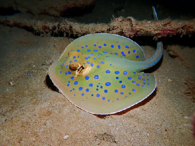 Bluespotted Ribbontail Ray