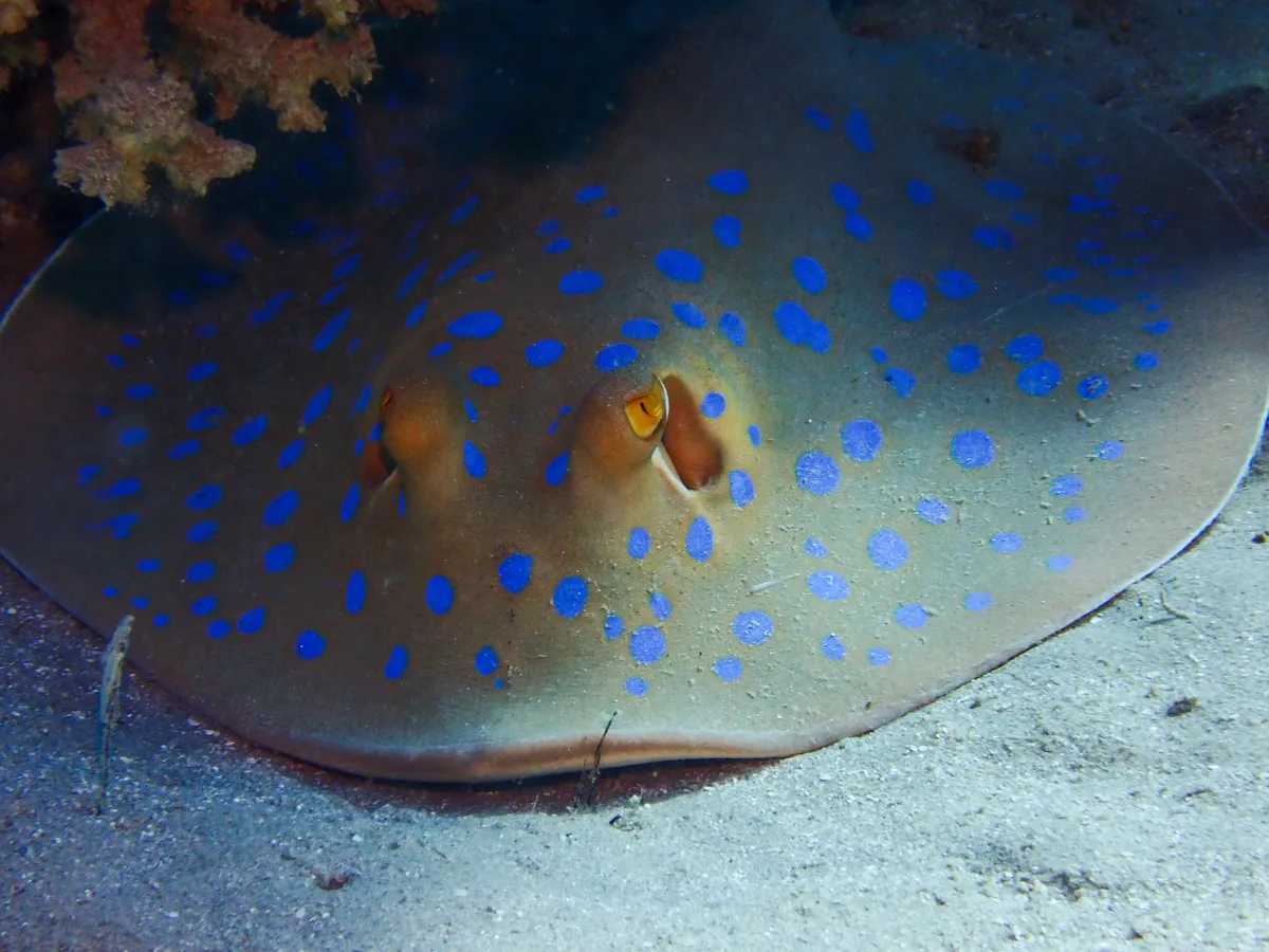 Bluespotted Ribbontail Ray