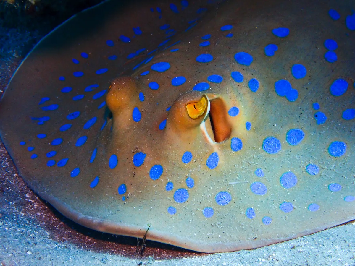 Bluespotted Ribbontail Ray