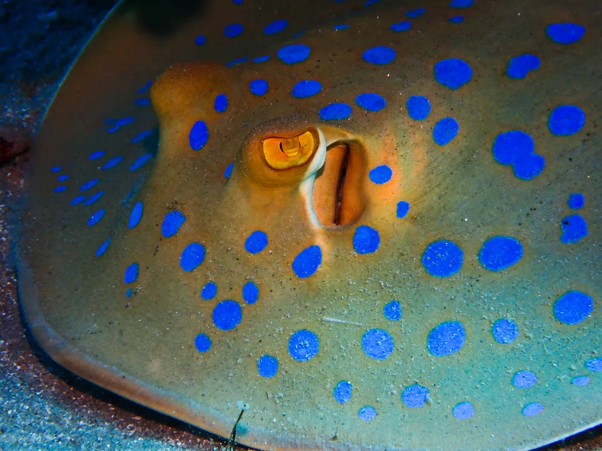 Bluespotted Ribbontail Ray