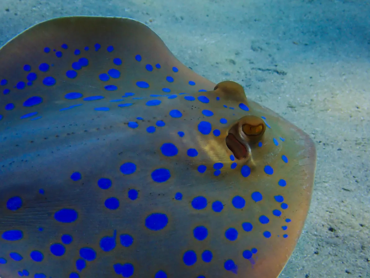 Bluespotted Ribbontail Ray