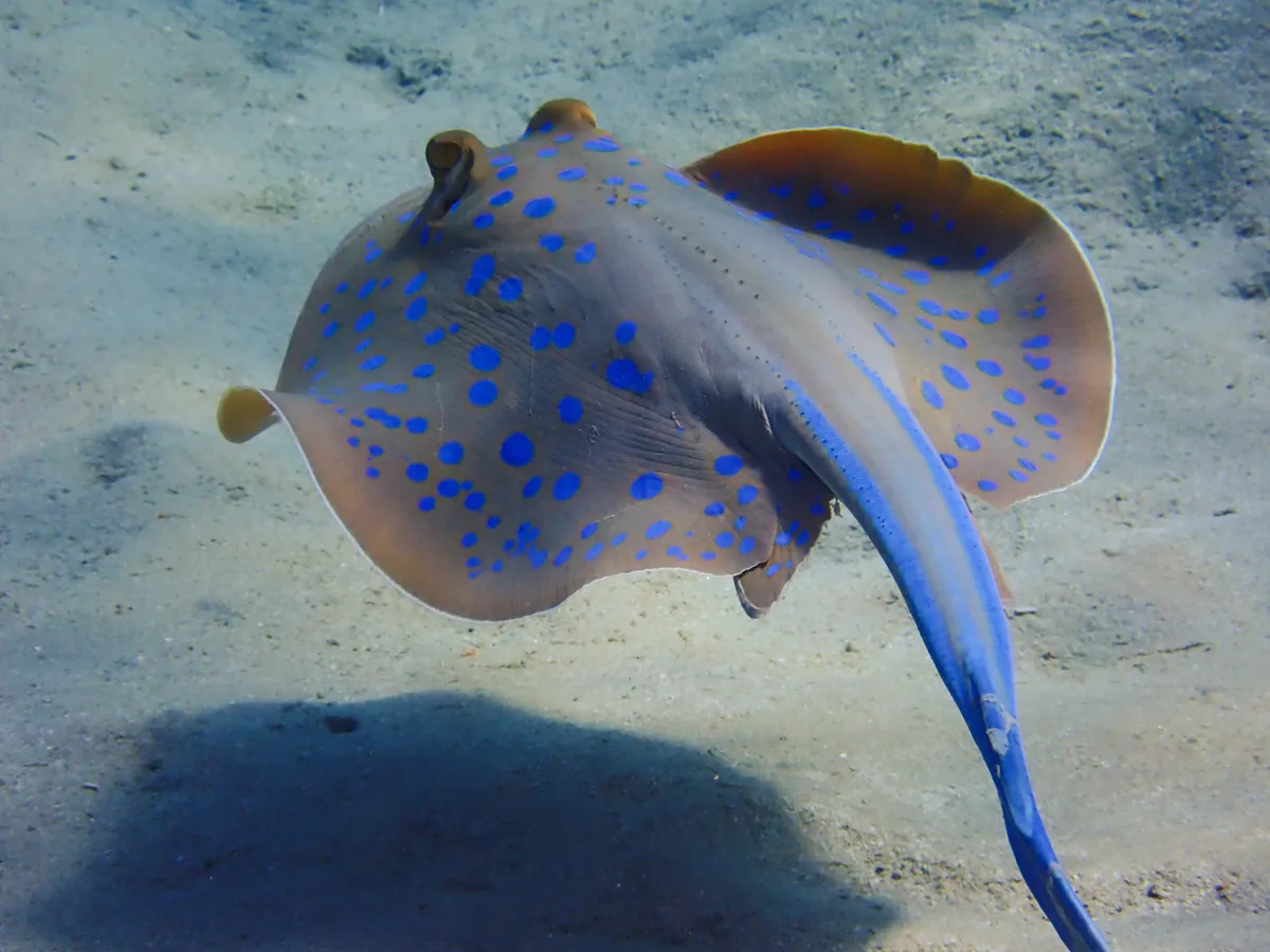 Bluespotted Ribbontail Ray