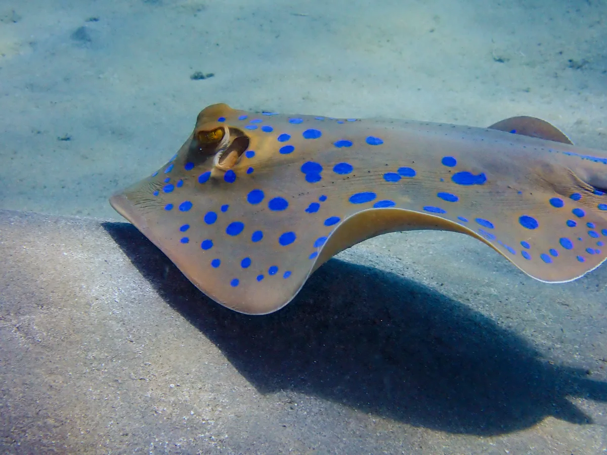 Bluespotted Ribbontail Ray
