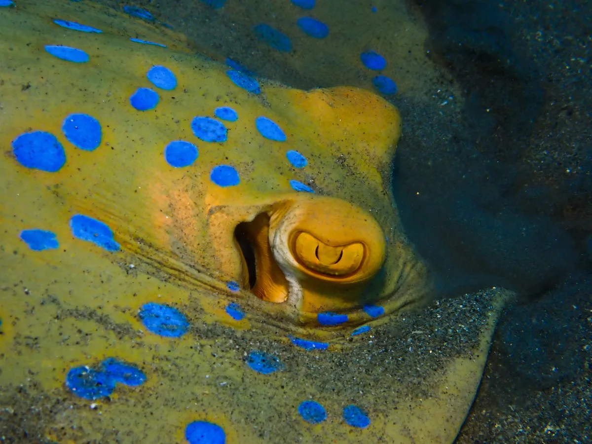 Bluespotted Ribbontail Ray