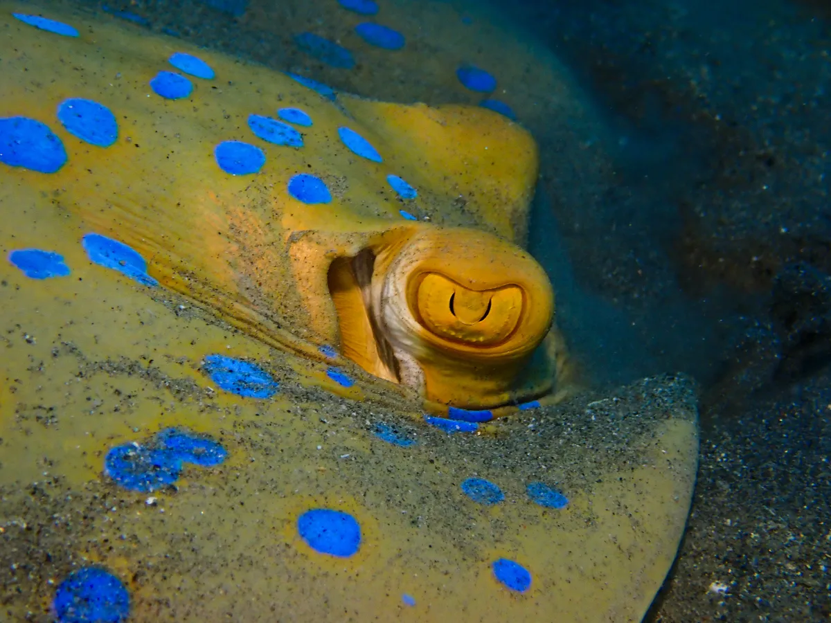 Bluespotted Ribbontail Ray