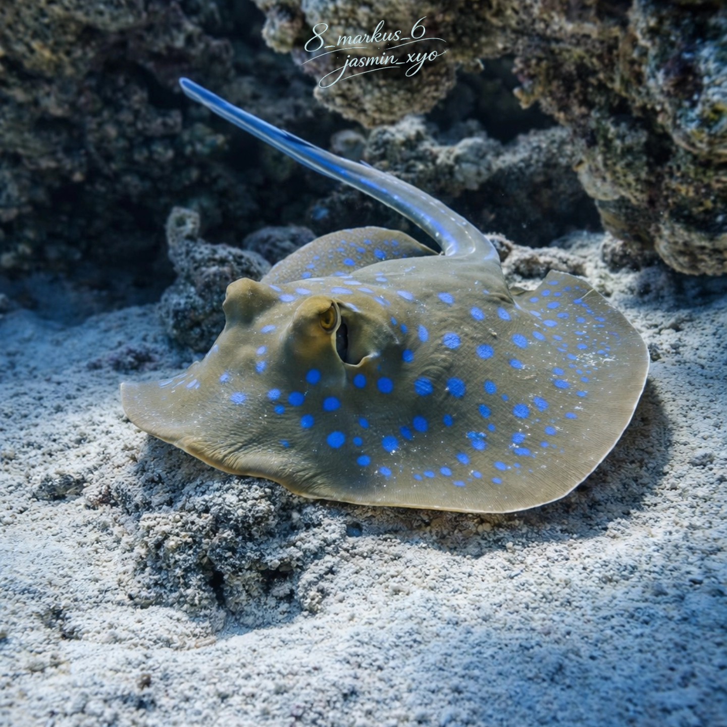 Bluespotted Ribbontail Ray
