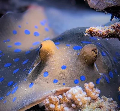 Bluespotted Ribbontail Ray
