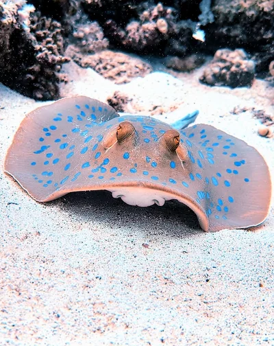 Bluespotted Ribbontail Ray