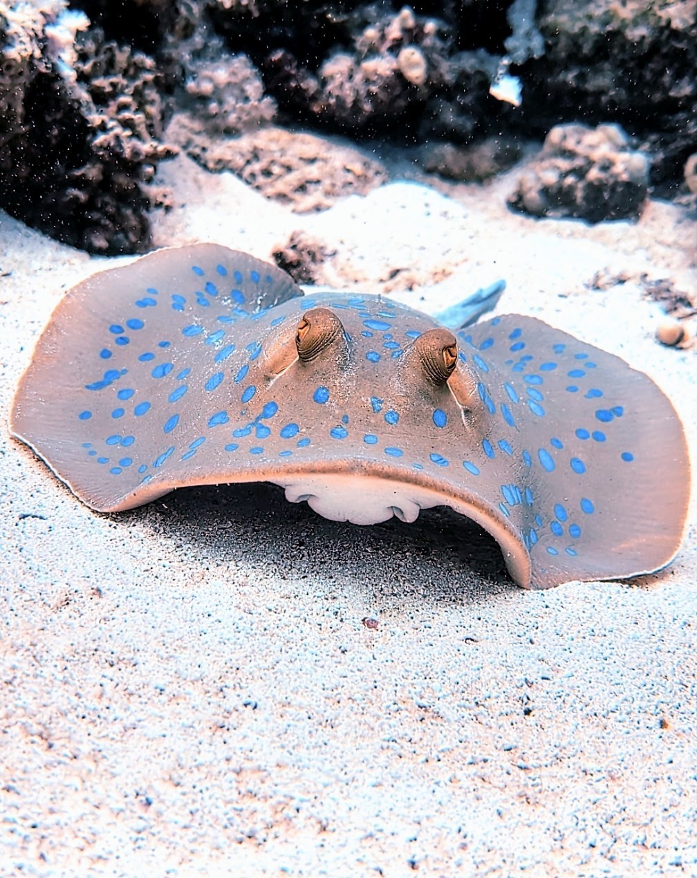 Bluespotted Ribbontail Ray