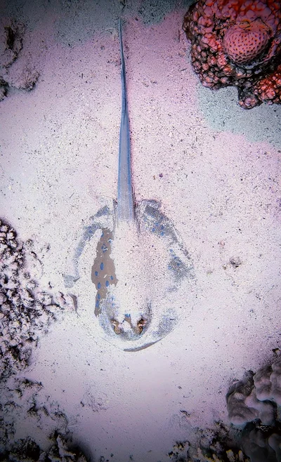 Bluespotted Ribbontail Ray