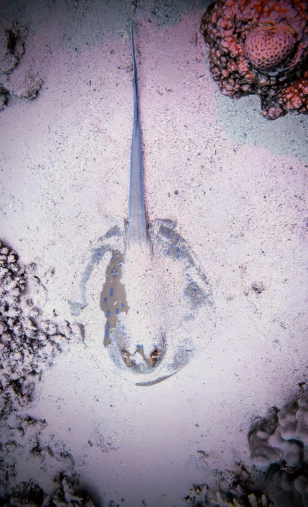 Bluespotted Ribbontail Ray