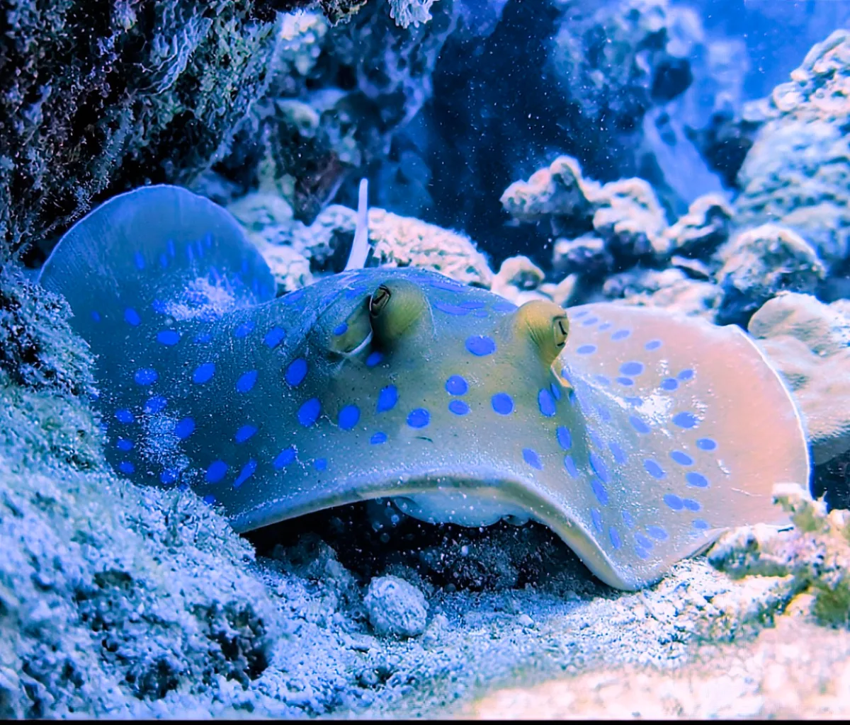 Bluespotted Ribbontail Ray