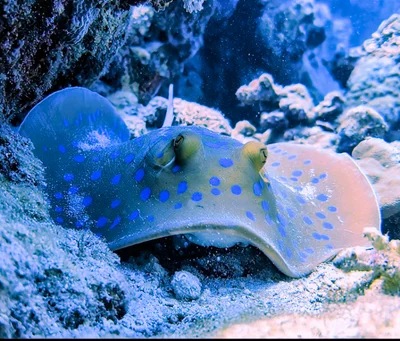 Bluespotted Ribbontail Ray