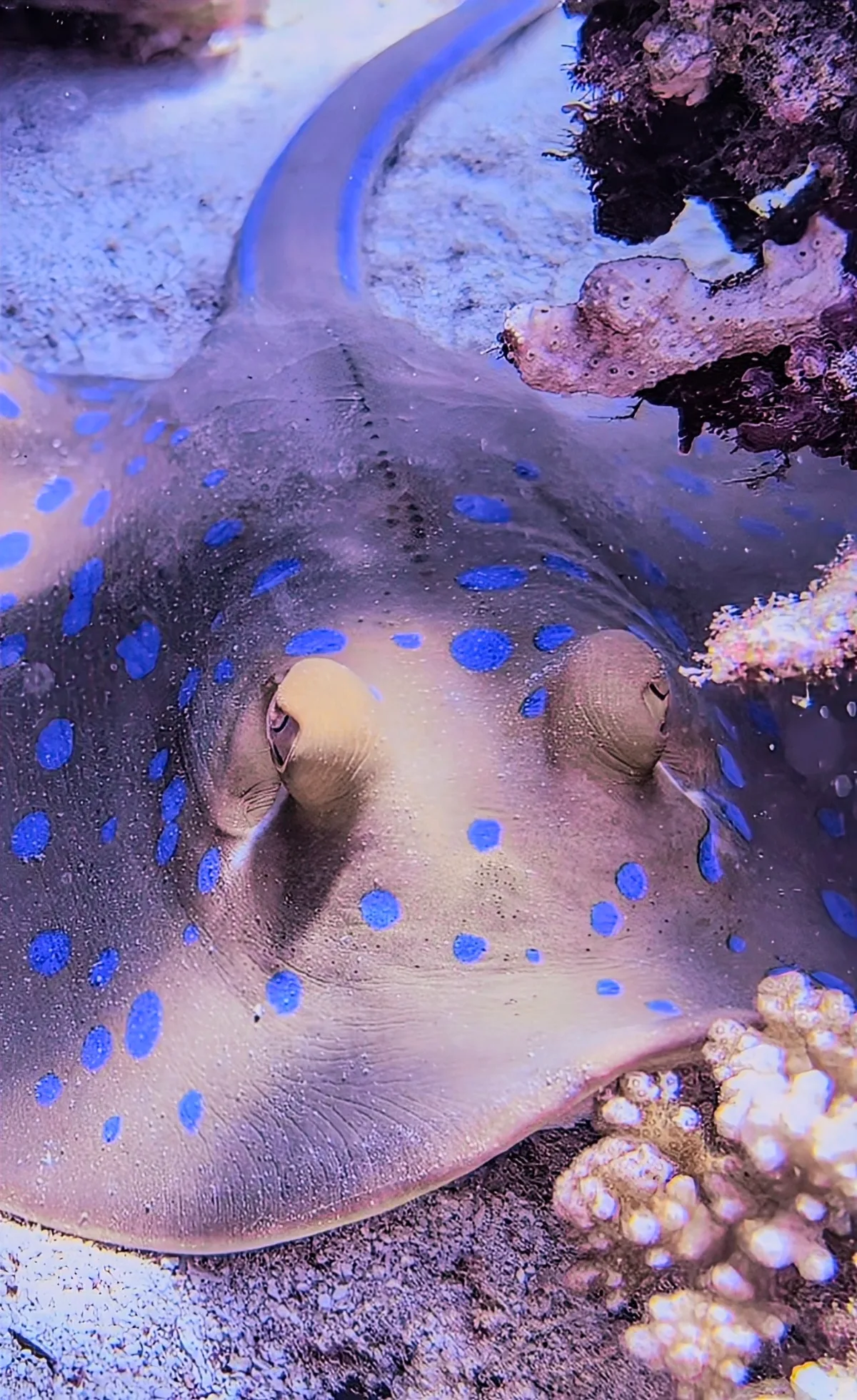 Bluespotted Ribbontail Ray