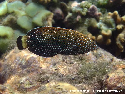 Bluespotted Wrasse - Female
