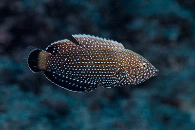 Blue-spotted wrasse, early initial phase - Anampses caeruleopunctatus