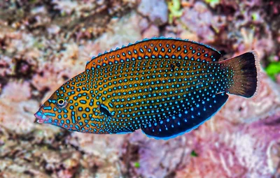 Blue-spotted wrasse, initial phase - Anampses caeruleopunctatus